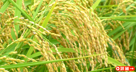 命を繋ぐ自家採種米『沿自然米』
